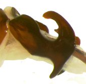 P.bipartita left lateral male genitalia